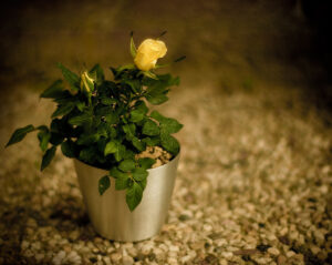 Miniaturowe róże w doniczkach - ozdoba romantycznego domu